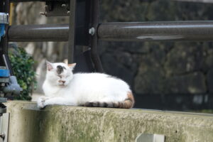 【シート】猫用システムトイレにおすすめの最強シート11選！〈コスパ〉